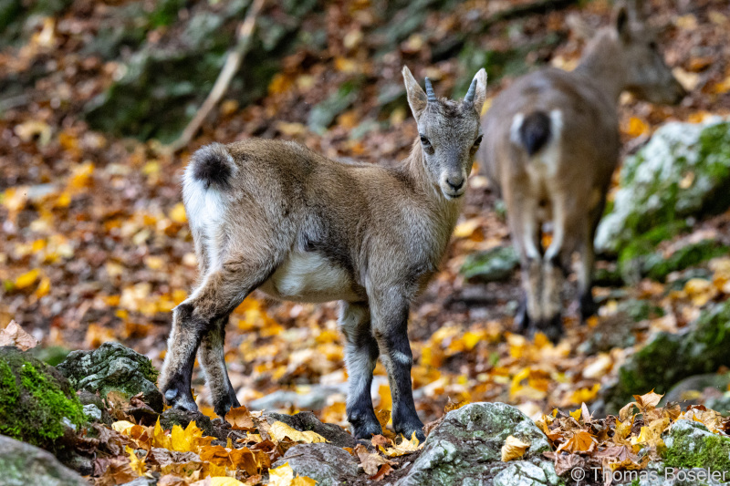 CThomasBoeseler-R7_19508-Fell26-3000