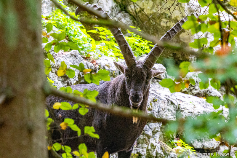 CThomasBoeseler-R7_19515-Fell26-3000