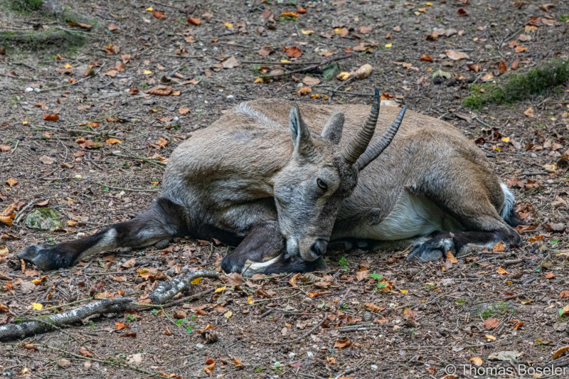 CThomasBoeseler-R7_19521-Fell26-3000