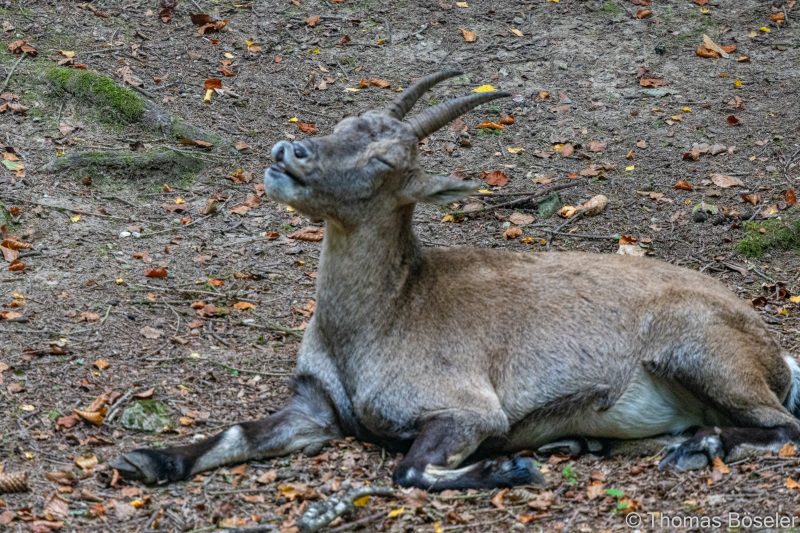 CThomasBoeseler-R7_19524-Fell26-3000