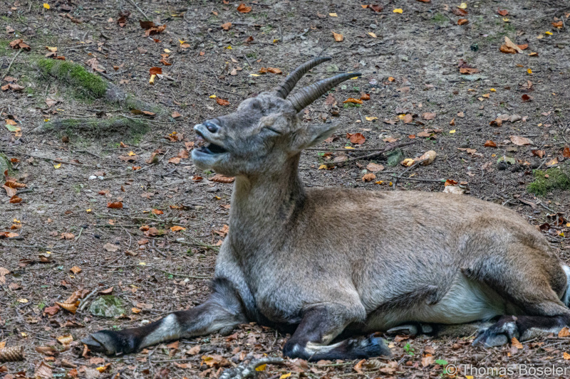 CThomasBoeseler-R7_19525-Fell26-3000