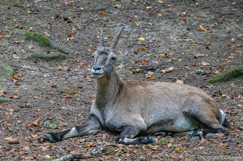CThomasBoeseler-R7_19531-Fell26-3000