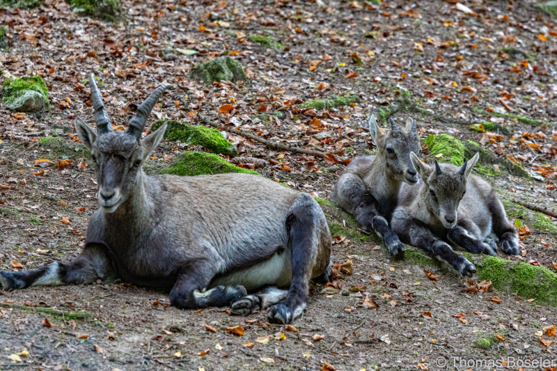 CThomasBoeseler-R7_19546-Fell26-3000