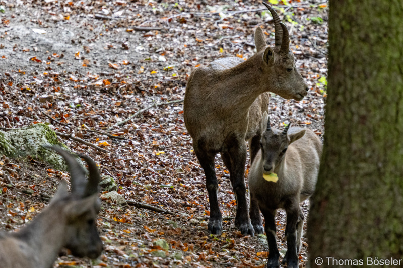CThomasBoeseler-R7_19557-Fell26-3000