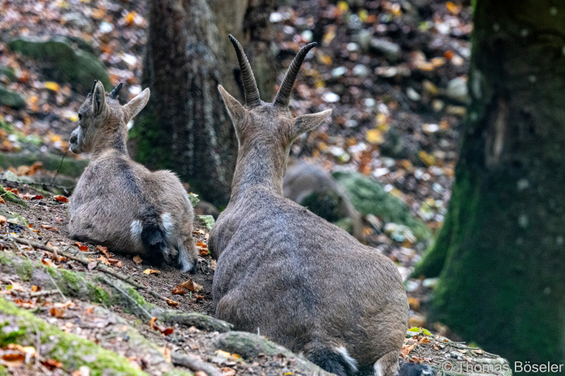 CThomasBoeseler-R7_19582-Fell26-3000