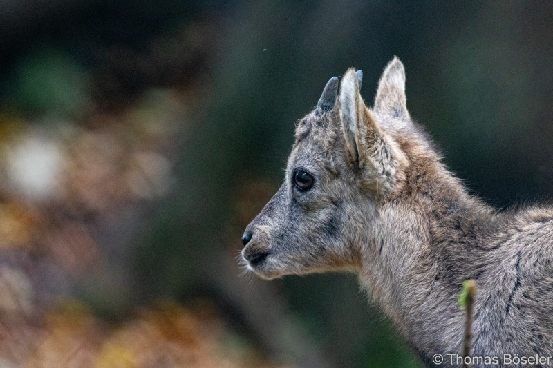 CThomasBoeseler-R7_19584-Fell26-3000