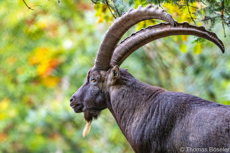 CThomasBoeseler-R7_19603-Fell26-3000