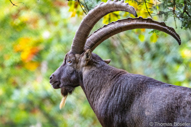 CThomasBoeseler-R7_19605-Fell26-3000