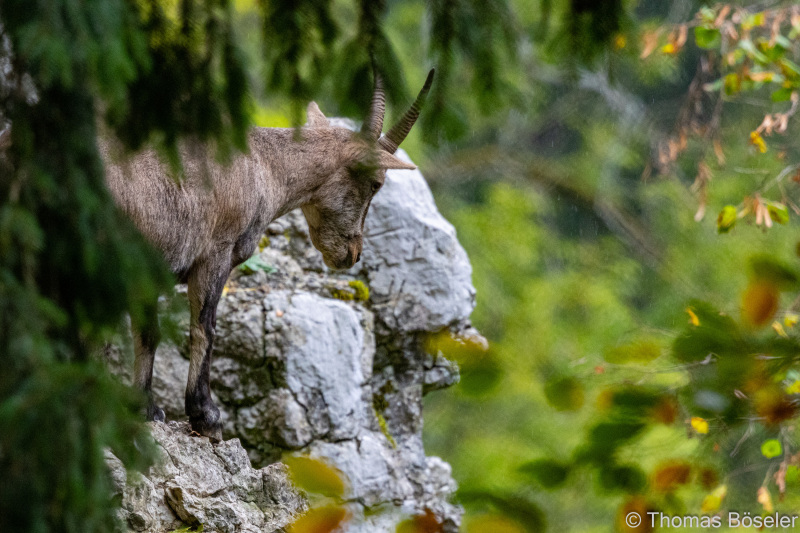CThomasBoeseler-R7_19617-Fell26-3000