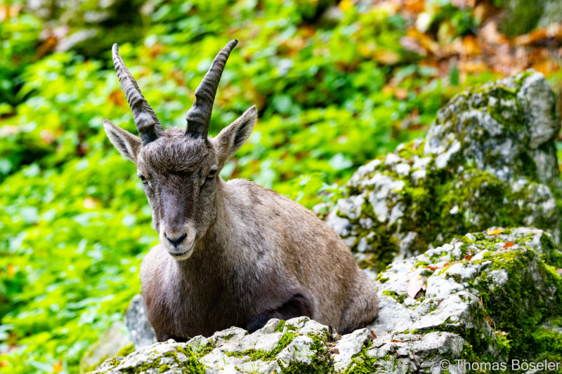 CThomasBoeseler-R7_19636-Fell26-3000