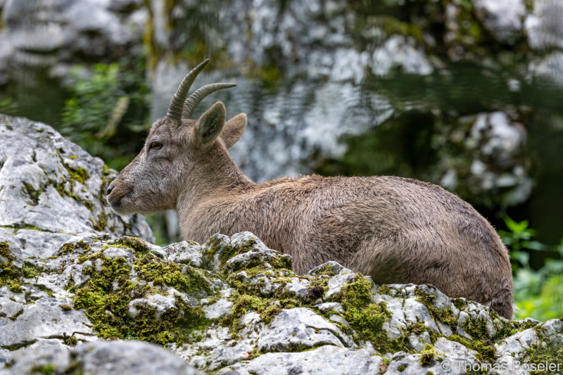 CThomasBoeseler-R7_19686-Fell26-3000