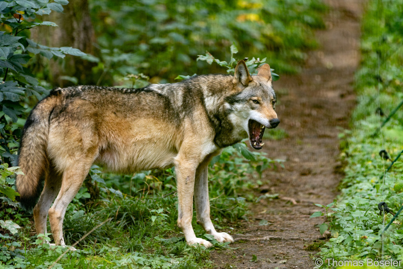 CThomasBoeseler-R7_19754-Fell26-3000