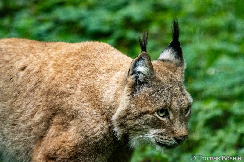 CThomasBoeseler-R7_19811-Fell26-3000