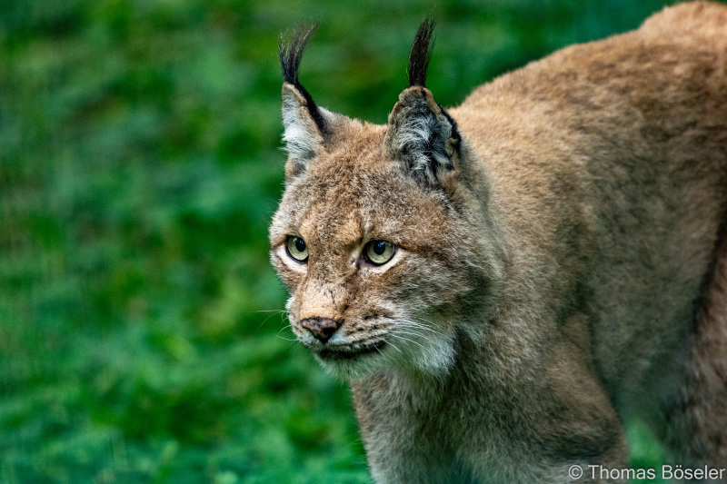 CThomasBoeseler-R7_19814-Fell26-3000