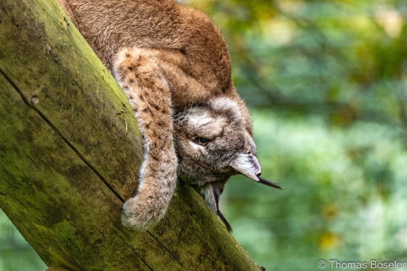 CThomasBoeseler-R7_19835-Fell26-3000