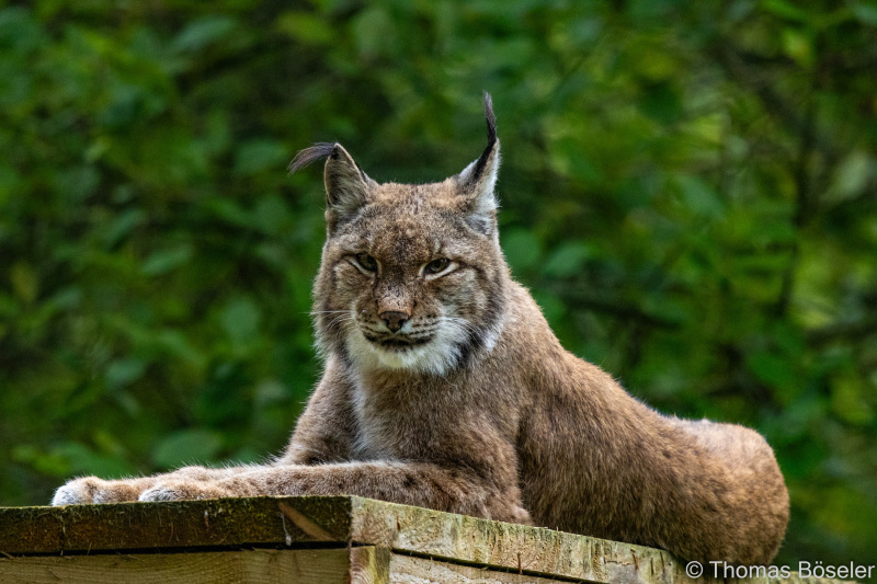 CThomasBoeseler-R7_19963-Fell26-3000