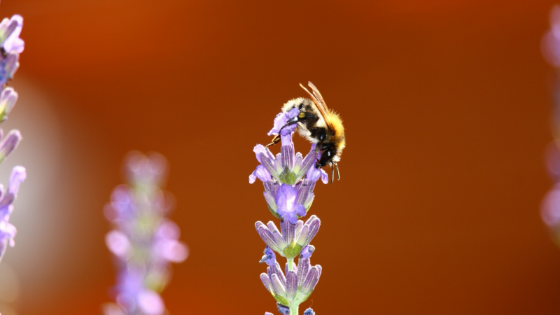 20180630105357_IMG_696801