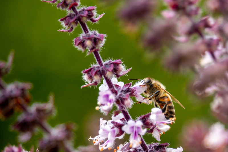 Bienen | Sommer 2019