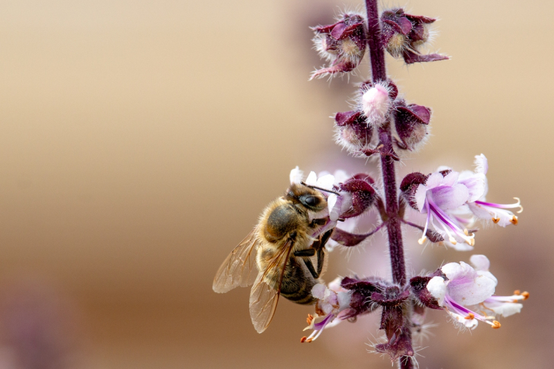 Bienen | Sommer 2019