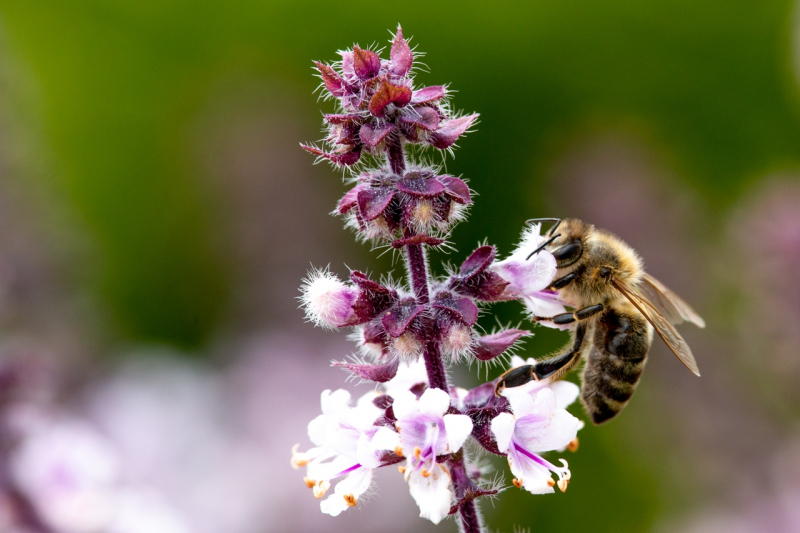 Bienen | Sommer 2019