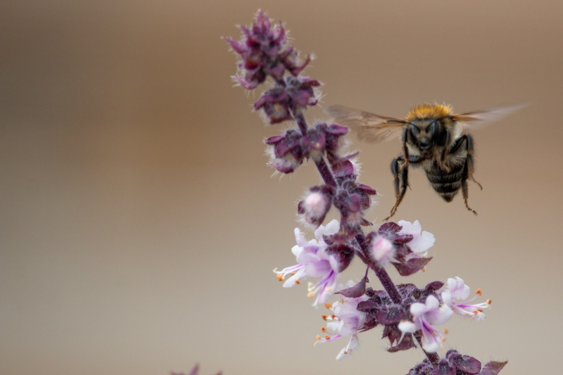 Bienen | Sommer 2019