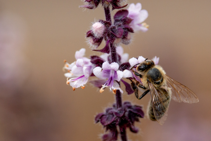 Bienen | Sommer 2019