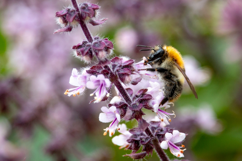 Bienen | Sommer 2019