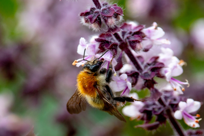 Bienen | Sommer 2019