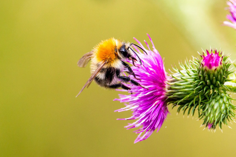 Bienen | Sommer 2019