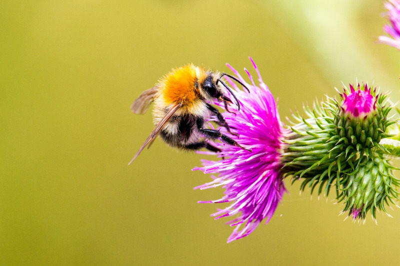 Bienen | Sommer 2019