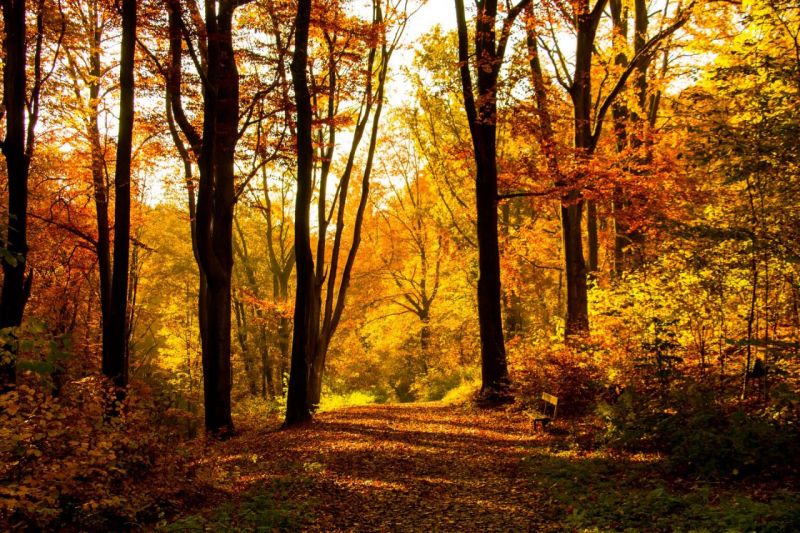 Herbst2015_IMG_4412
