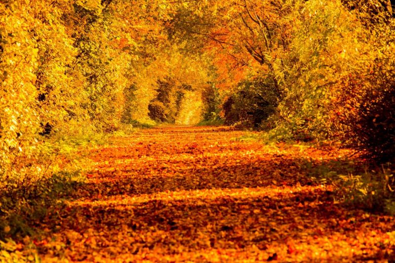 Herbst2015_IMG_4434