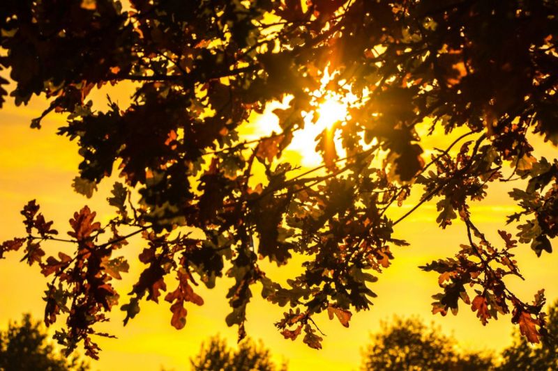 Herbst2015_IMG_4466