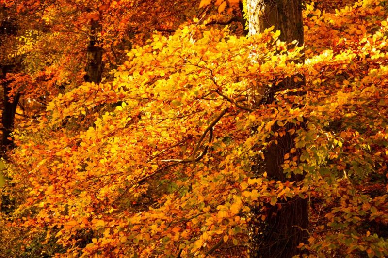 Herbst2015_IMG_4489